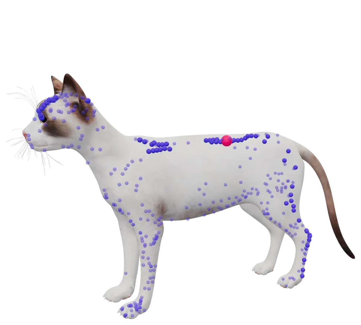 3D-Katzenmodell aus TheraTap, Ebene für Ebene durchleuchtet: Fell, Skelett und Akupunkturpunkte, Bl 23 links auf der Blasen-Leitbahn ist als Befund markiert